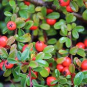 Cotoneaster Coral Beauty