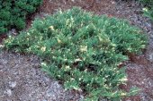 Juniperus chinensis EXPANSA VARIEGATA