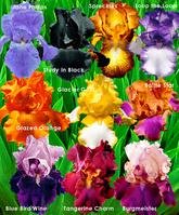 10 Iris germanica - Combinatie ‘Flowertastic‘ - cu radacini nude