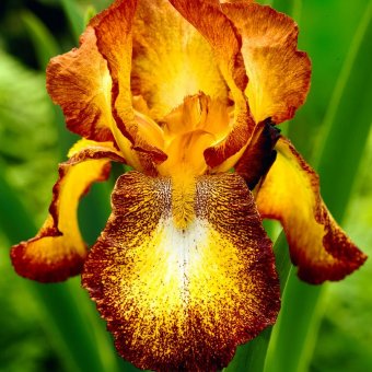 3 Iris germanica ‘Spreckles‘ - combinatie - cu radacini nude