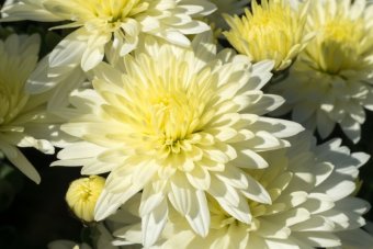 Crizantema-radacini