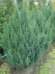 Juniperus chinensis STRICTA
