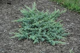 Juniperus CONFERTA