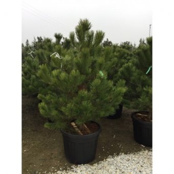 Pinus Nigra – Pinul Negru