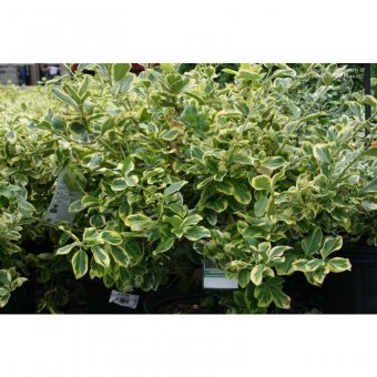 SALBA (Euonymus CANADALE GOLD)