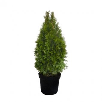 Tuia verde - Thuja occidentalis Smaragd 30-40 cm