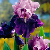 3 Iris germanica ‘Blue Bird Wine‘, albastru/violet - cu radacini nude