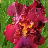 3 Iris germanica ‘Charm‘, rosu/portocaliu/galben - cu radacini nude