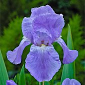 3 Iris germanica ‘Jane Philips‘, albastru - cu radacini nude
