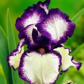 3 Iris germanica ‘Loop the Loop‘, alb/violet - cu radacini nude 'Loop the Loop'