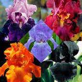 5 Iris germanica - Combinatie ‘Magic Melange‘ - cu radacini nude