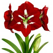 Amaryllis 'Barbados' rosu - Bulb
