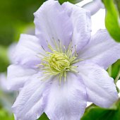 Clematis - 'Olympia'
