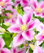 Clematita roz ‘Piilu‘ - Planta cataratoare