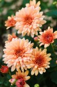 Crizantema-radacini