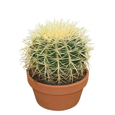 Echinocactus - grusonii