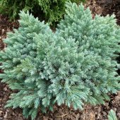 IENUPAR BLUE STAR (Juniperus squamata Blue Star)