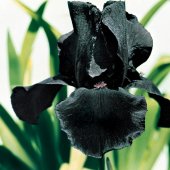 Iris - germanica - Study in Black'