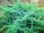 Juniperus chinensis BLUE ALPS