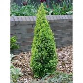 Juniperus communis HIBERNICA