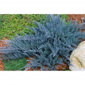 Juniperus horizontalis BLUE CHIP