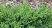 Juniperus procumbens AVASI