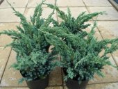 Juniperus squamata MEYERI
