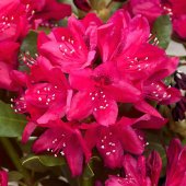 Rhododendron - catawbiense - 'Nova Zembla'