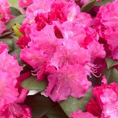 Rhododendron - caucasicum - 'Germania'