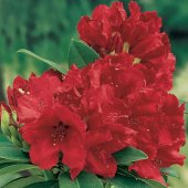 Rhododendron - forrestii - 'Red Jack'