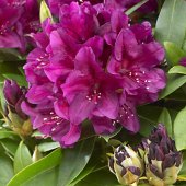Rhododendron - ponticum - 'Polarnacht'