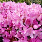 Rhododendron - 'Roseum Elegans'